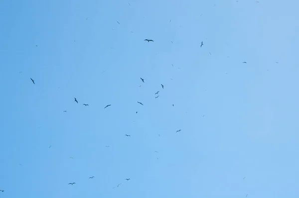 Птахи Летять Блакитному Небі Сонячний День — стокове фото