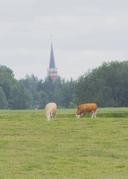 Tiro Vertical Vacas Pastando Campo Contra Céu Nublado — Fotografia de Stock