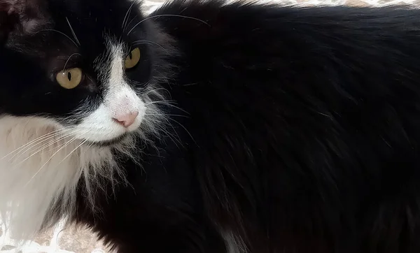 一只可爱的黑白相间的长发家猫 它的头颅侧视了一下 带着复制的色彩 — 图库照片
