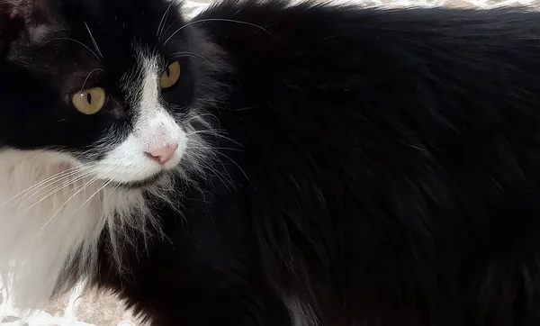 Close Tiro Cabeça Lindo Preto Branco Longhair Peludo Doméstico Gato — Fotografia de Stock