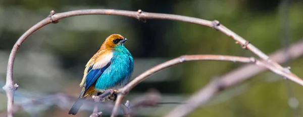 Closeup Shot Chestnut Backed Tanager Bird Tangara Preciosa Perched Branch — Stock Photo, Image