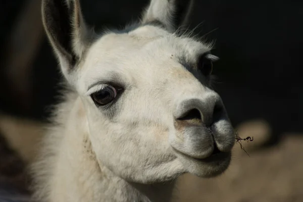 Une Mise Point Sélective Adorable Lama Blanc — Photo