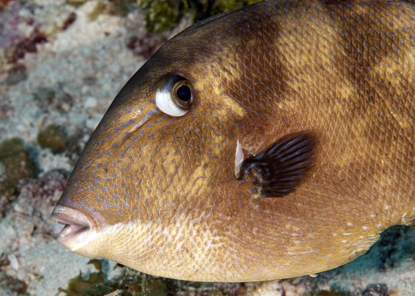 Närbild Den Grå Triggerfish Undervattens — Stockfoto