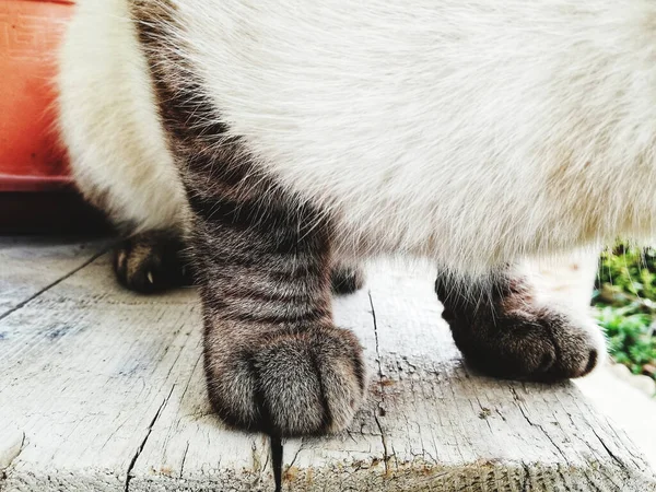 Eine Nahaufnahme Der Niedlichen Pfoten Einer Pummeligen Und Flauschigen Katze — Stockfoto