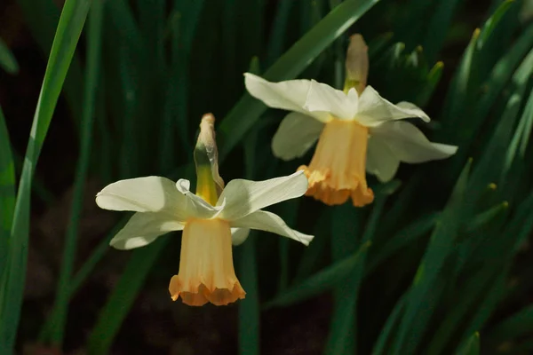 Primer Plano Hermosas Flores Narcisas Amarillas Sobre Fondo Verde —  Fotos de Stock