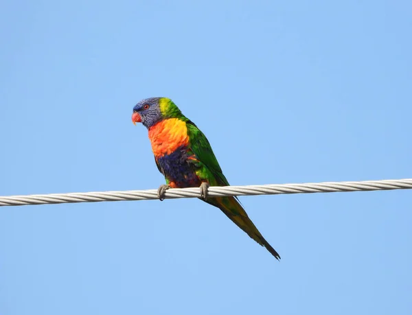 Eine Flache Aufnahme Eines Regenbogenlorikeets Das Auf Einem Kabel Thront — Stockfoto