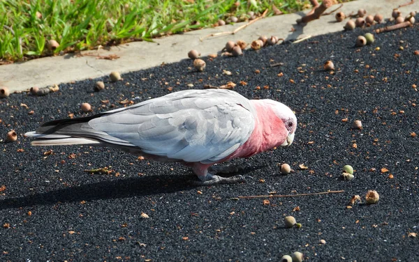 Een Witte Rode Galah Etend Kastanjes Een Straat — Stockfoto