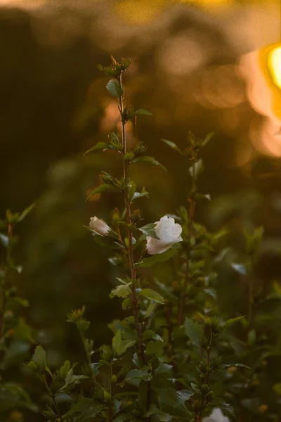 Selective Focus Shot Beautiful White Flower Field — Stock Photo, Image