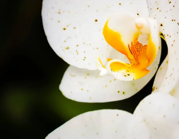 Tiro Closeup Uma Flor Branca Delicada Orchid Com Pétalas Manchadas — Fotografia de Stock