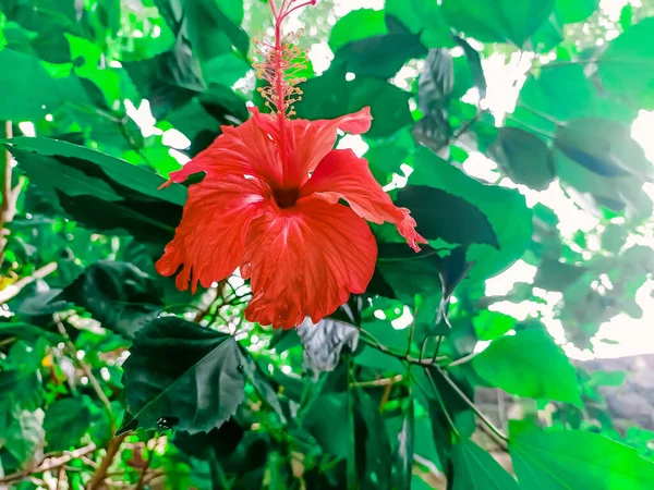 Close Seup Shot Beautiful Red — стоковое фото