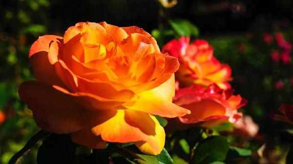 Una Rosa Naranja Plena Floración Jardín Sobre Fondo Borroso —  Fotos de Stock