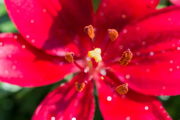 Macro Shot Pistilo Estame Uma Flor Lírio Vermelho Com Pólen — Fotografia de Stock