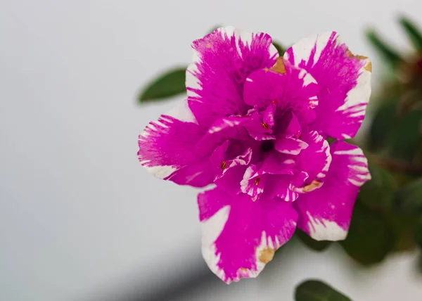 Primer Plano Una Flor Floreciente Peonía Blanca Rosa — Foto de Stock