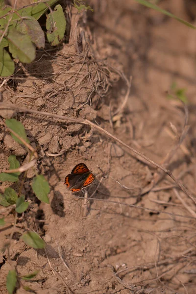 Mały Miedziany Motyl Ziemi — Zdjęcie stockowe
