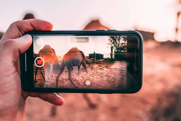 Una Toma Selectiva Enfoque Teléfono Tomando Fotos Camellos — Foto de Stock