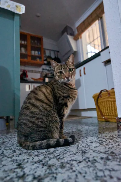 Портрет Изящной Серой Кошки Отдыхающей Помещении — стоковое фото