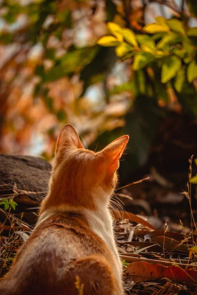 정원에 귀여운 고양이의 뒷모습 — 스톡 사진