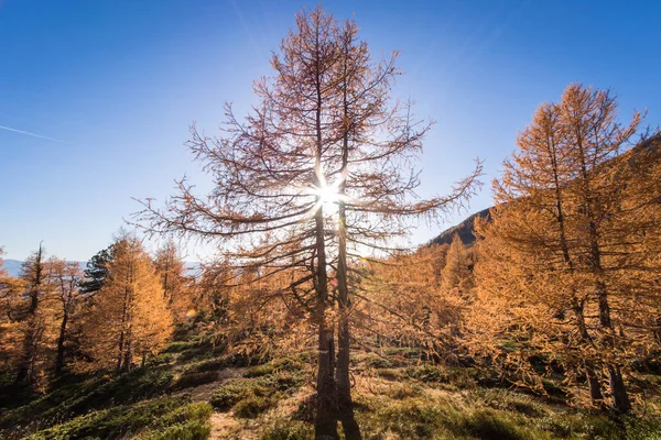 Осеннее Впечатление Австрийских Гор Солнечный Прекрасный День — стоковое фото