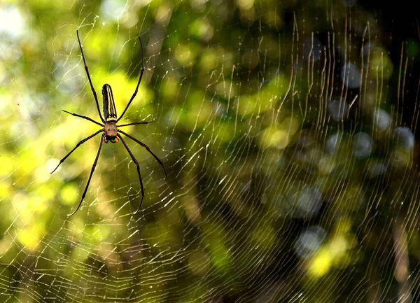 Een Selectieve Focus Shot Van Een Spinnenweb Het Bos — Stockfoto