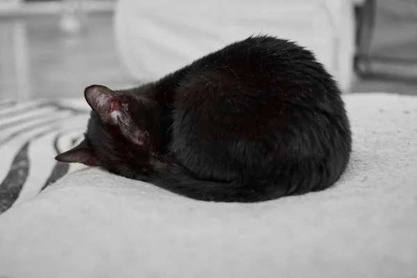 Negro Acurrucado Gato Esponjoso Descansando Sobre Cama Suave — Foto de Stock