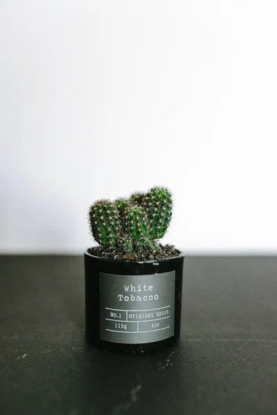 Waco United States Jun 2019 Cactus Growing Old Candle — Stock Photo, Image