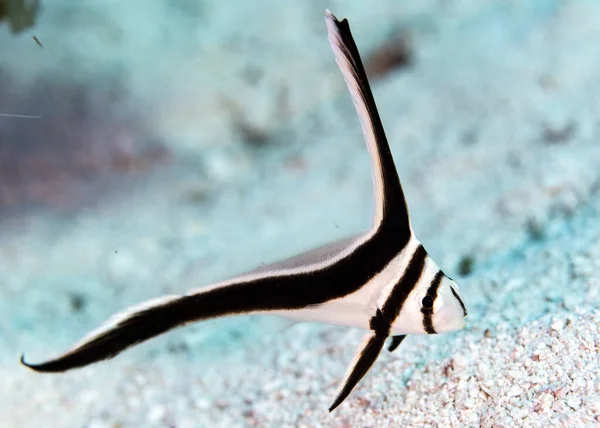 Sebuah Fokus Selektif Closeup Dari Ikan Drum Berbintik Bawah Air — Stok Foto