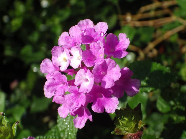 Närbild Bild Ljusa Lila Lantana Blommor Med Morgon Dagg — Stockfoto