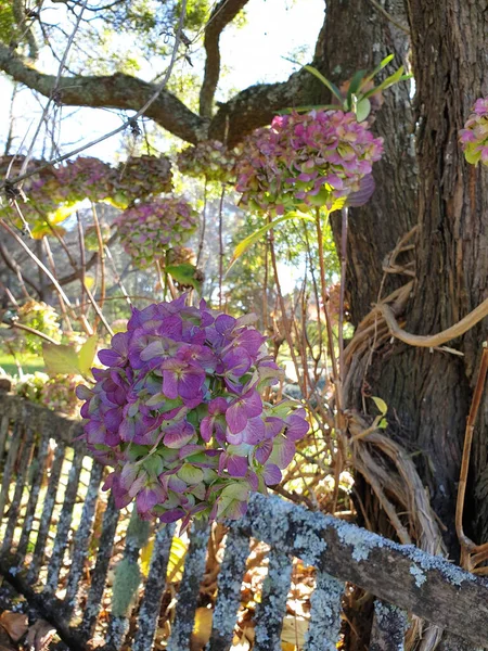 Vertical Shot Old Rustic Wooden Bench Agapanthus Garden Sydney Australia — Stock Photo, Image