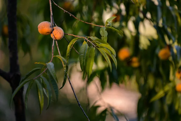 Une Branche Kaki Poussant Dans Parc Automne — Photo