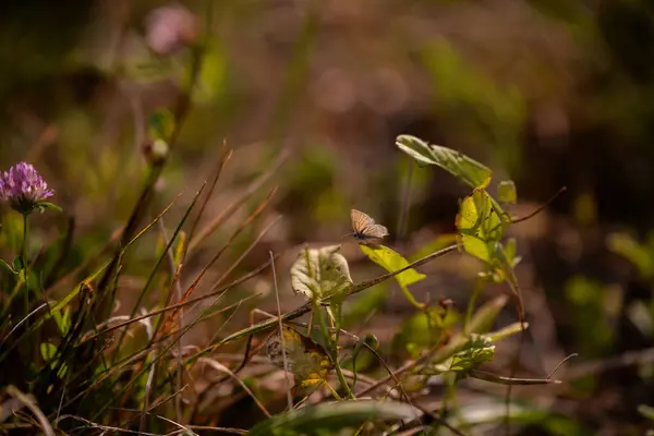 植物の上に座っている美しい茶色の蝶 — ストック写真