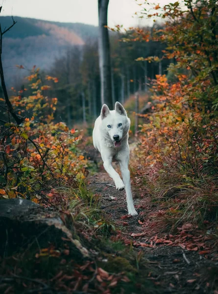 Tiro Vertical Cão Pastor Suíço Branco Correndo Caminho Floresta — Fotografia de Stock