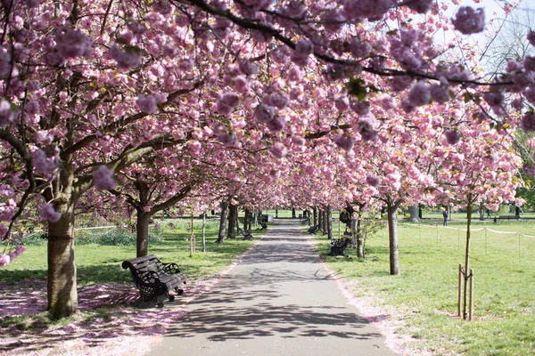 Selective Focus Shot Blooming Sakura Park Benches Sunny Day — Stock Photo, Image