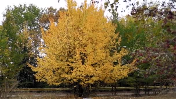 Een Prachtig Uitzicht Een Gele Forsythia Struik Een Park Shot — Stockvideo