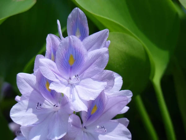 Výběrový Snímek Jemných Hyacintů Vody — Stock fotografie