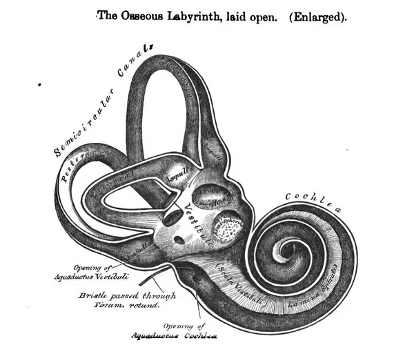 Das Sich Auftuende Knochenlabyrinth Vergrößert Aus Einem Anatomie Lehrbuch Des — Stockfoto