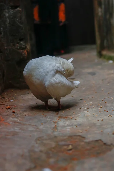 白い鳩が尻尾を掃除し — ストック写真
