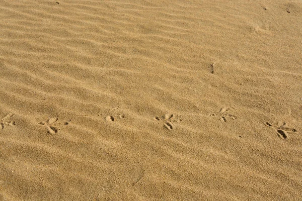 Une Belle Vue Des Dunes Sable — Photo