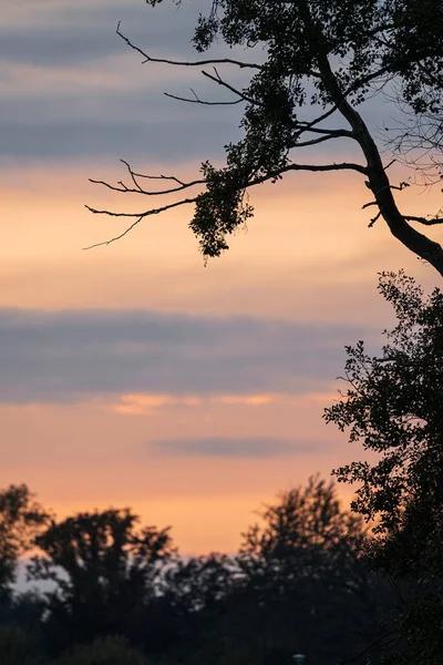 Uma Vista Panorâmica Vertical Silhuetas Galhos Árvores Com Uma Majestosa — Fotografia de Stock