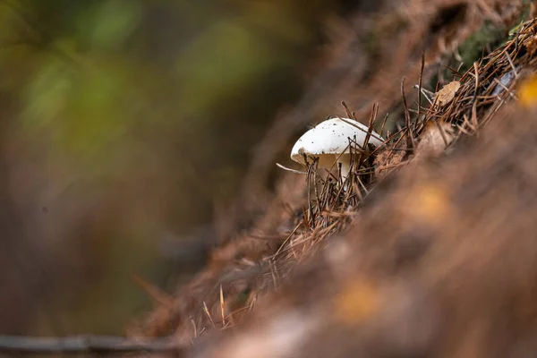 Tiro Close Pequeno Cogumelo Crescendo Uma Floresta — Fotografia de Stock