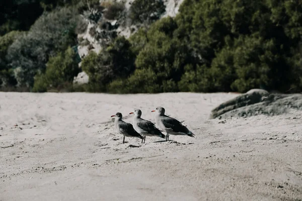 Ein Selektiver Fokus Von Drei Seevögeln Auf Dem Sand Mit — Stockfoto