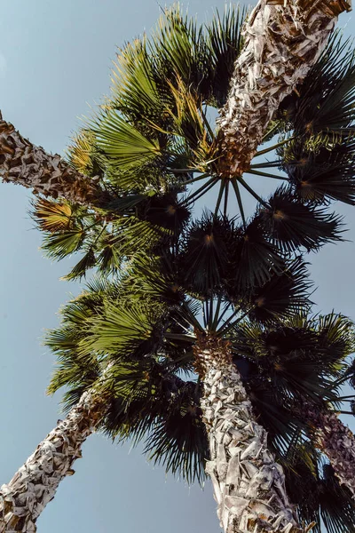 Vertical Low Angle Tall Palm Trees Clear Sky Background — Stock Photo, Image