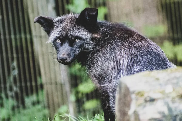 Płytkie Ujęcie Małego Czarnego Lisa Zoo — Zdjęcie stockowe