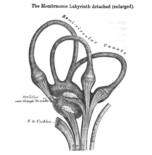 Membranous Labyrynth Detached 19Th Century Anatomy Textbook — Stock Photo, Image