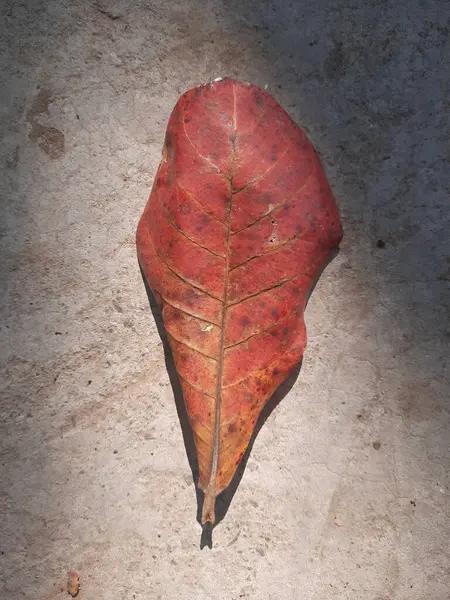 Vertical Closeup Red Dried Leaf Plant Ground — Stock Photo, Image
