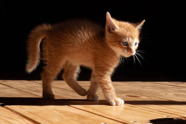 一只滑稽的小猫在黑色背景的木制地板上散步的肖像 — 图库照片