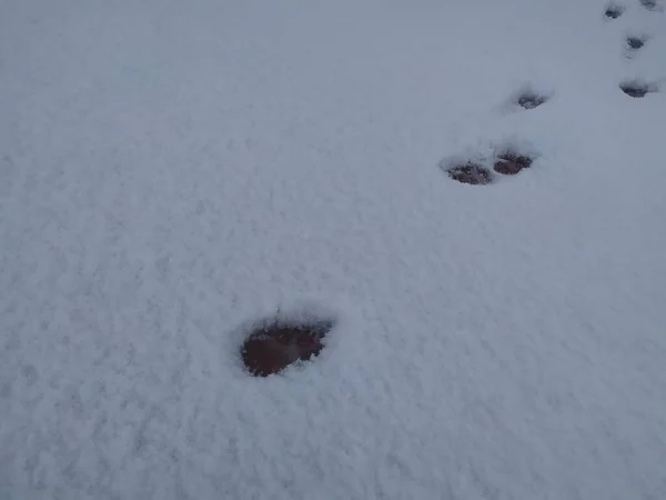 Hög Vinkel Skott Pawprints Den Snöiga Marken — Stockfoto