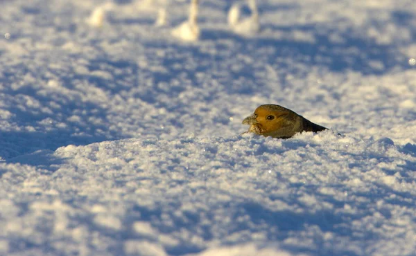 Gray Partridge Perdix Perdix Looking Out Roosting Burrow Snow — Stock Photo, Image