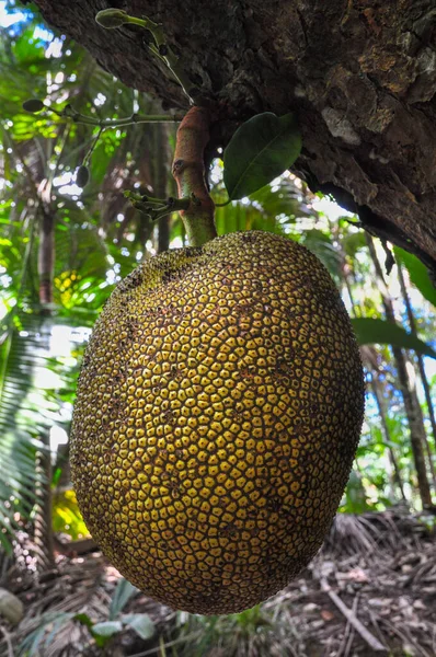 Een Verticaal Close Shot Van Een Tropische Jackfruit Tre — Stockfoto