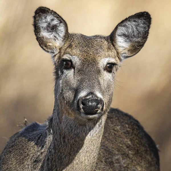 Cerf Brun Regarde Caméra Avec Accent Sélectif Pâturage Manteau Hiver — Photo