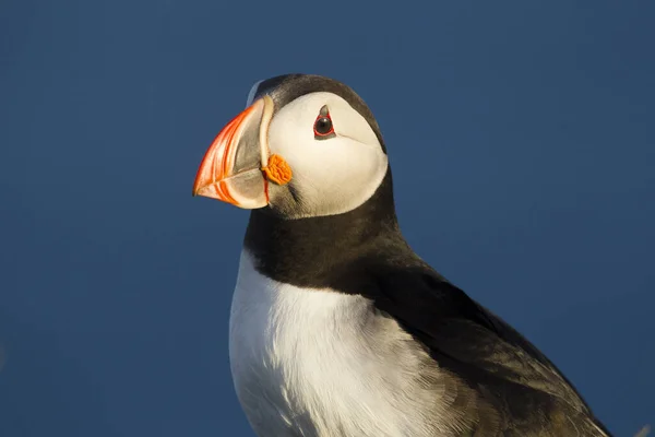 Tiro Perto Puffin Atlântico Com Céu Azul Fundo — Fotografia de Stock